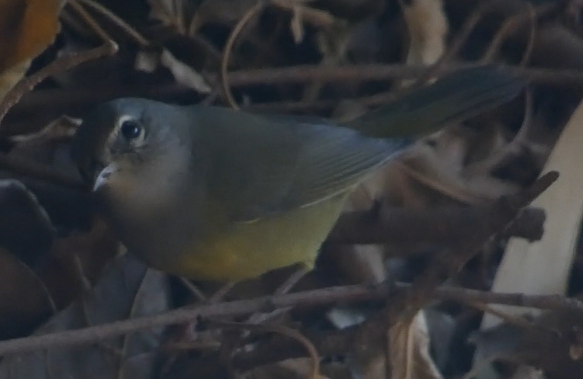 MacGillivray's Warbler - ML643216170