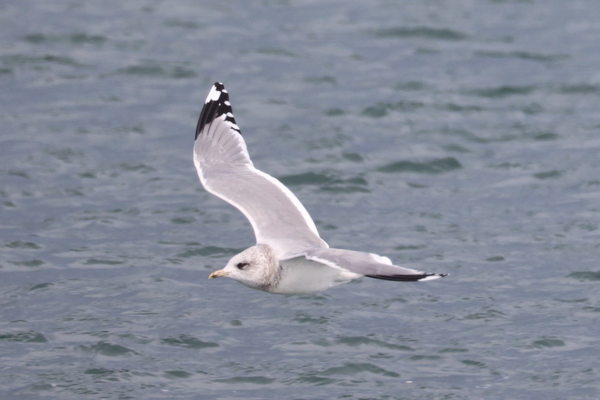 racek bouřní - ML643216172