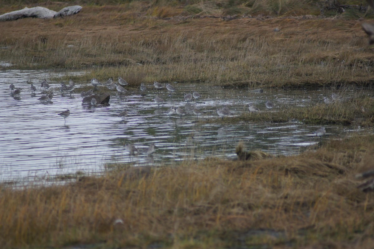 Pluvialis sp. - ML643216183