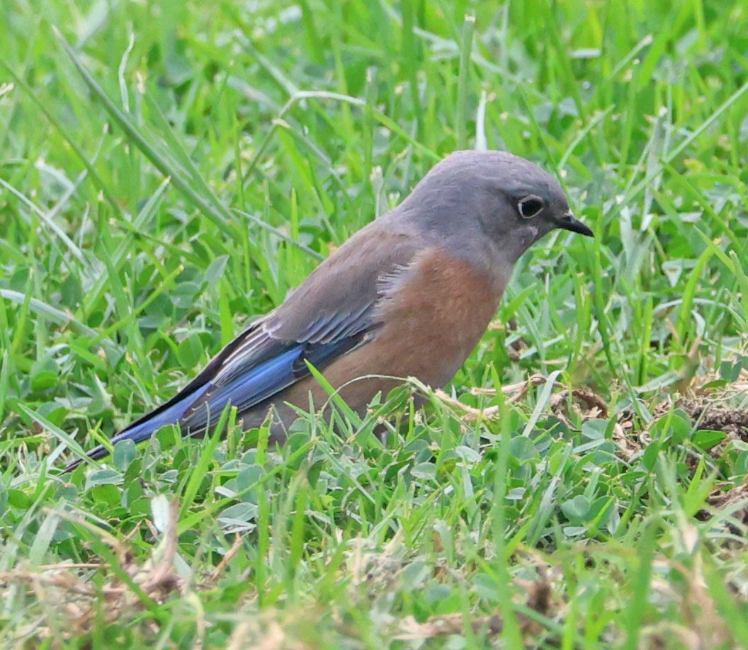 Western Bluebird - ML643216187
