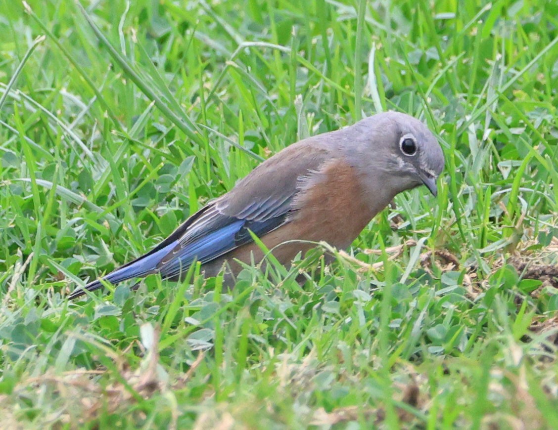 Western Bluebird - ML643216188