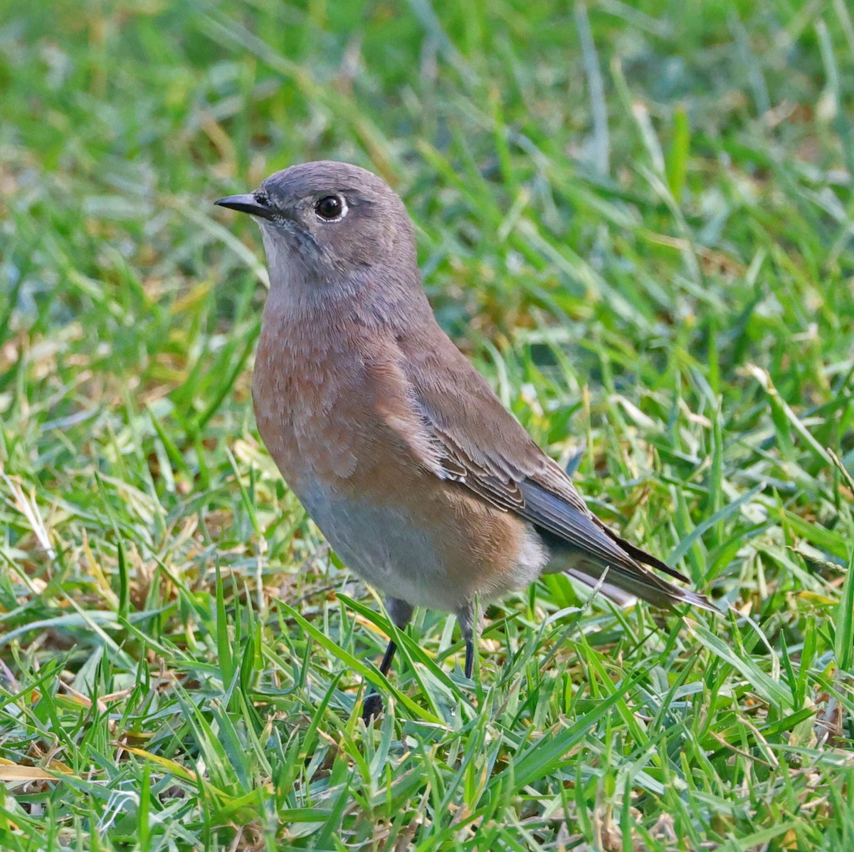 Western Bluebird - ML643216189