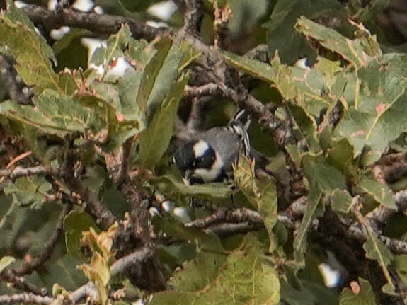 Black-throated Gray Warbler - ML643216190