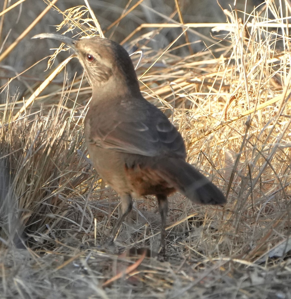 California Thrasher - ML643216198