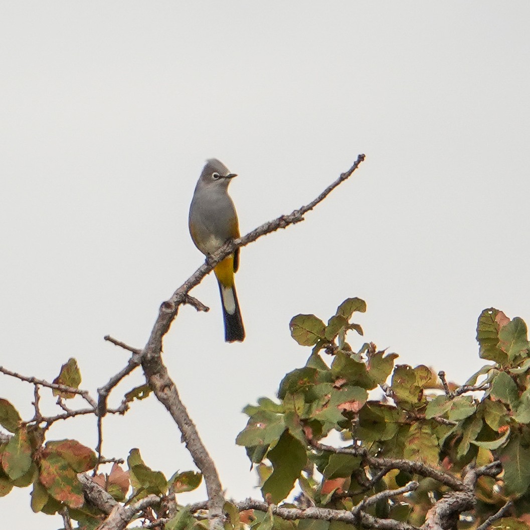 Gray Silky-flycatcher - ML643216200