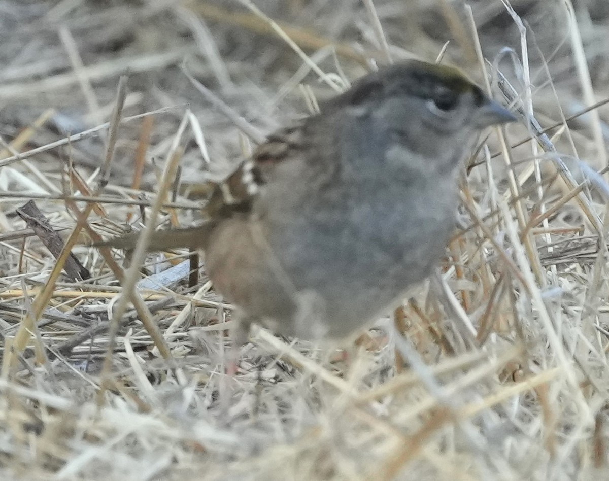 Golden-crowned Sparrow - ML643216206