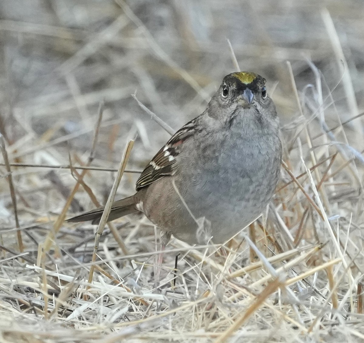 Golden-crowned Sparrow - ML643216207