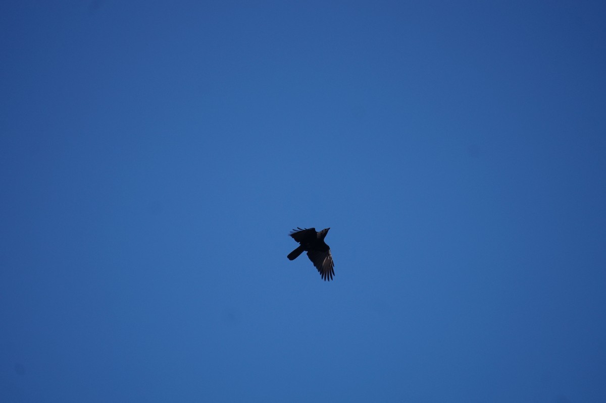American Crow - ML643216223