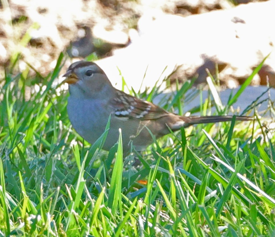 White-crowned Sparrow - ML643216227