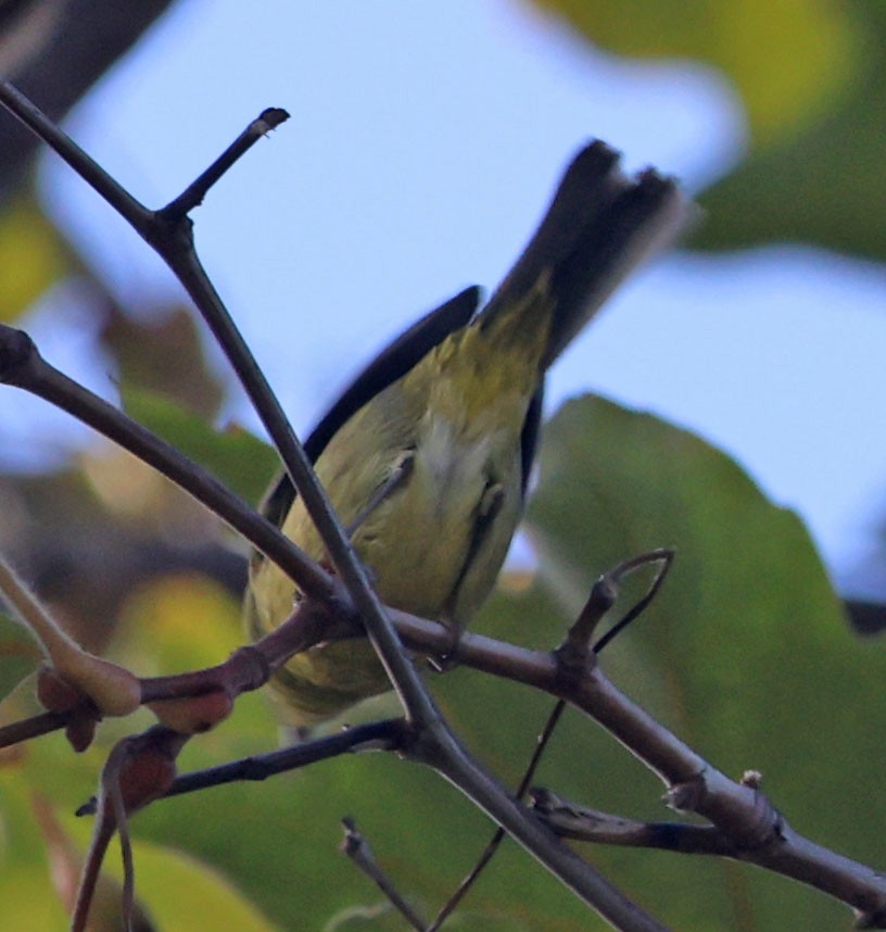 Orange-crowned Warbler - ML643216234