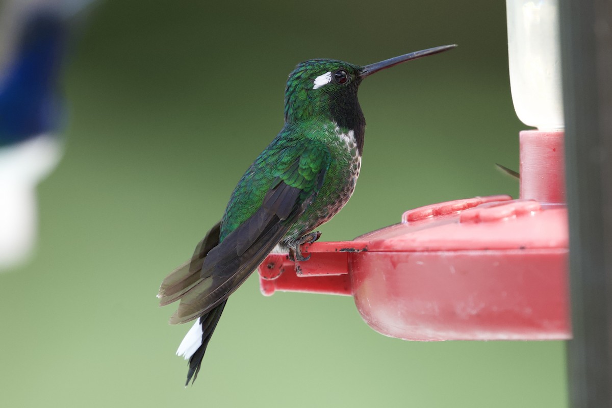 Purple-bibbed Whitetip - ML643216235
