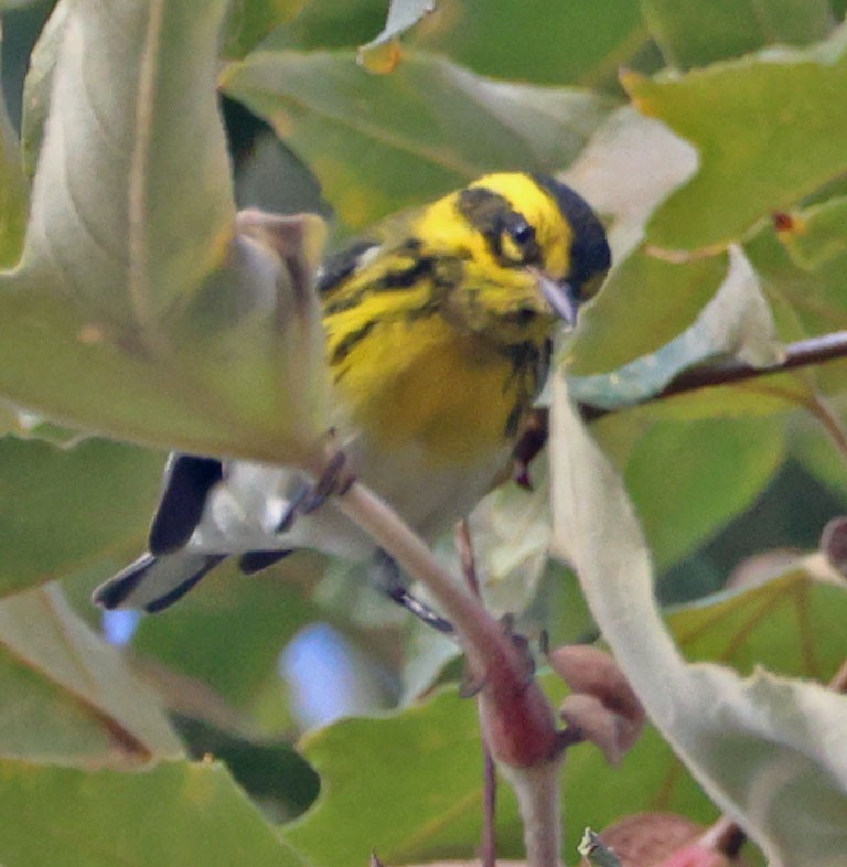 Townsend's Warbler - ML643216237