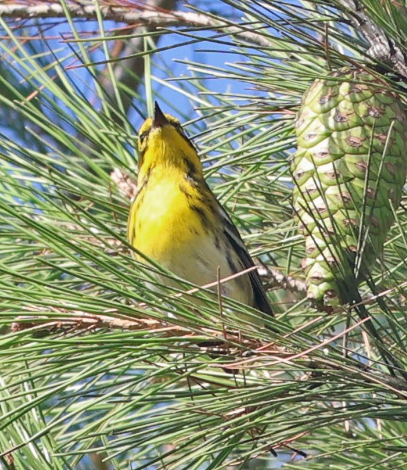 Townsend's Warbler - ML643216238