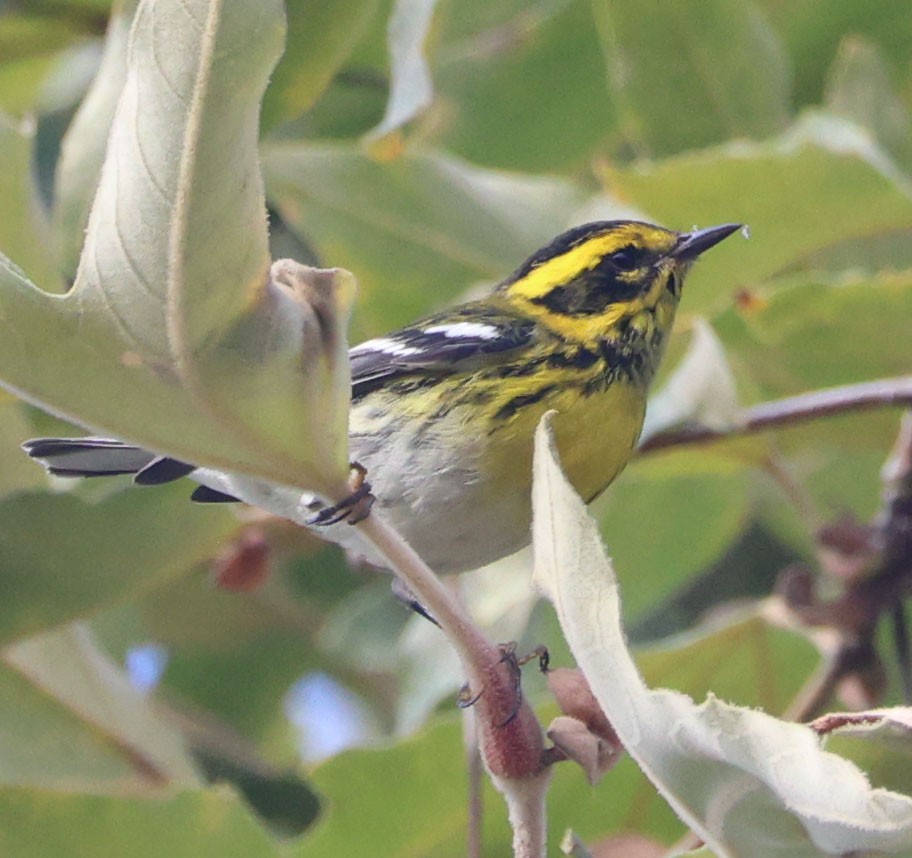 Townsend's Warbler - ML643216239