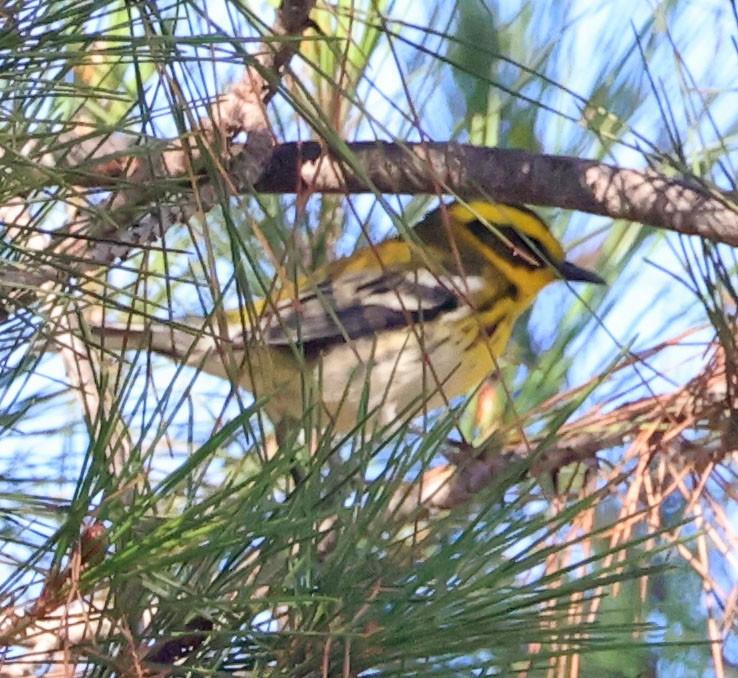 Townsend's Warbler - ML643216240