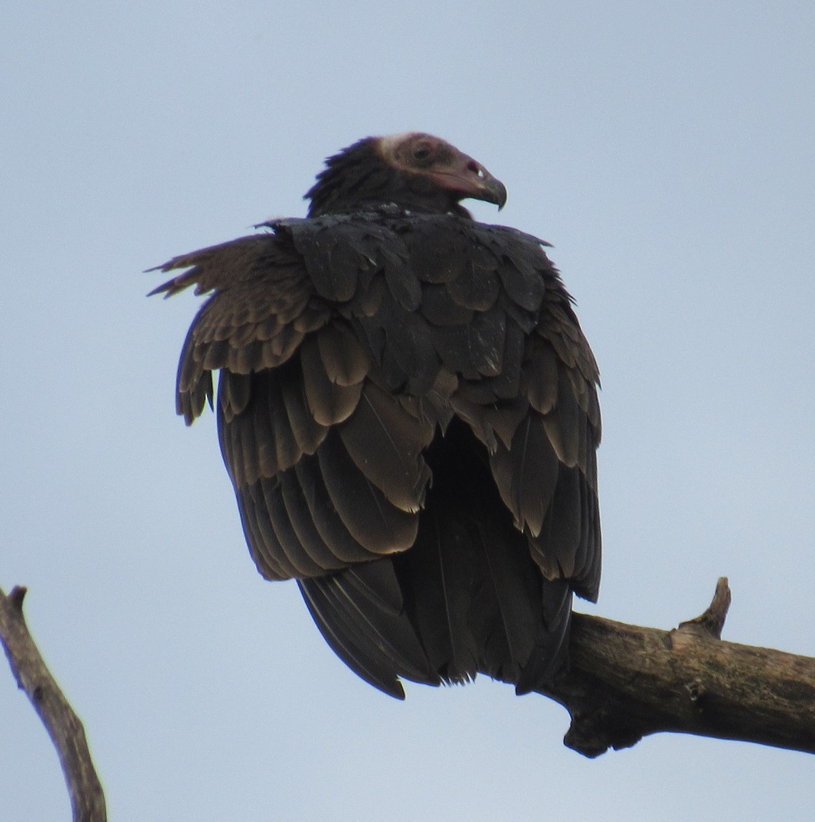 Turkey Vulture - ML643216270