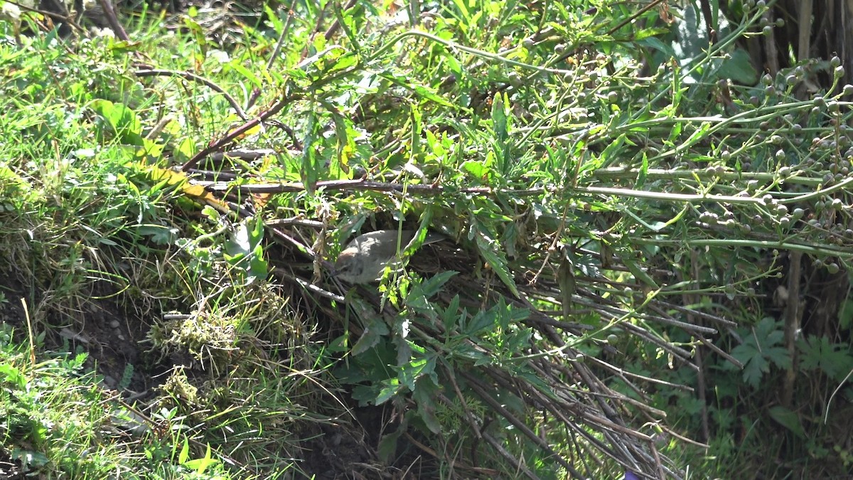 Сікорчик тибетський - ML643216302