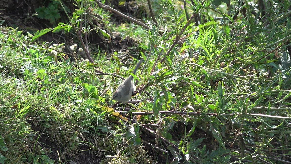 Сікорчик тибетський - ML643216303