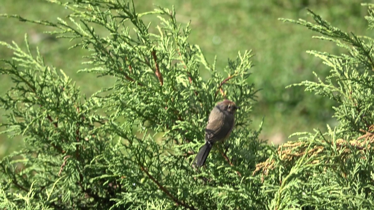 Сікорчик тибетський - ML643216304