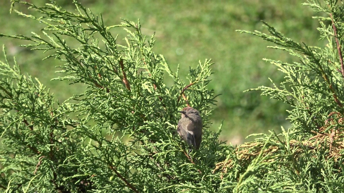 Сікорчик тибетський - ML643216305