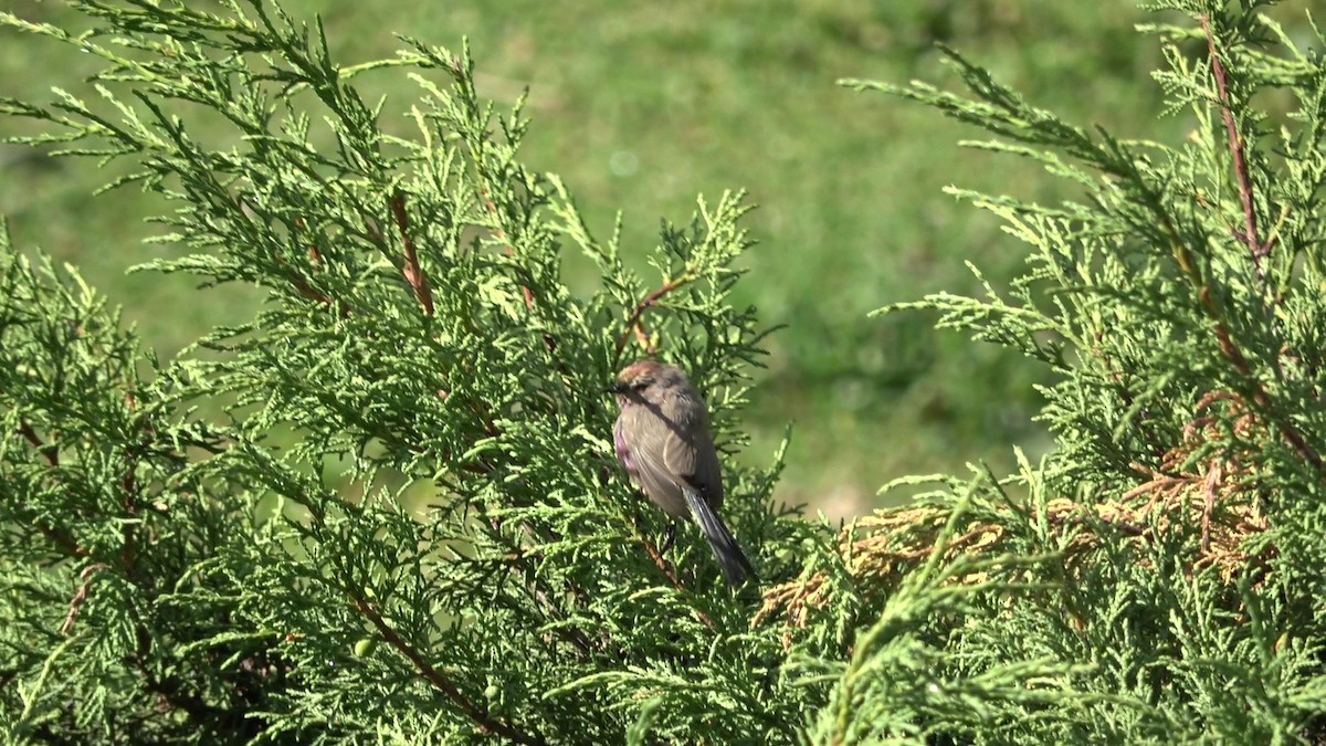 Сікорчик тибетський - ML643216306