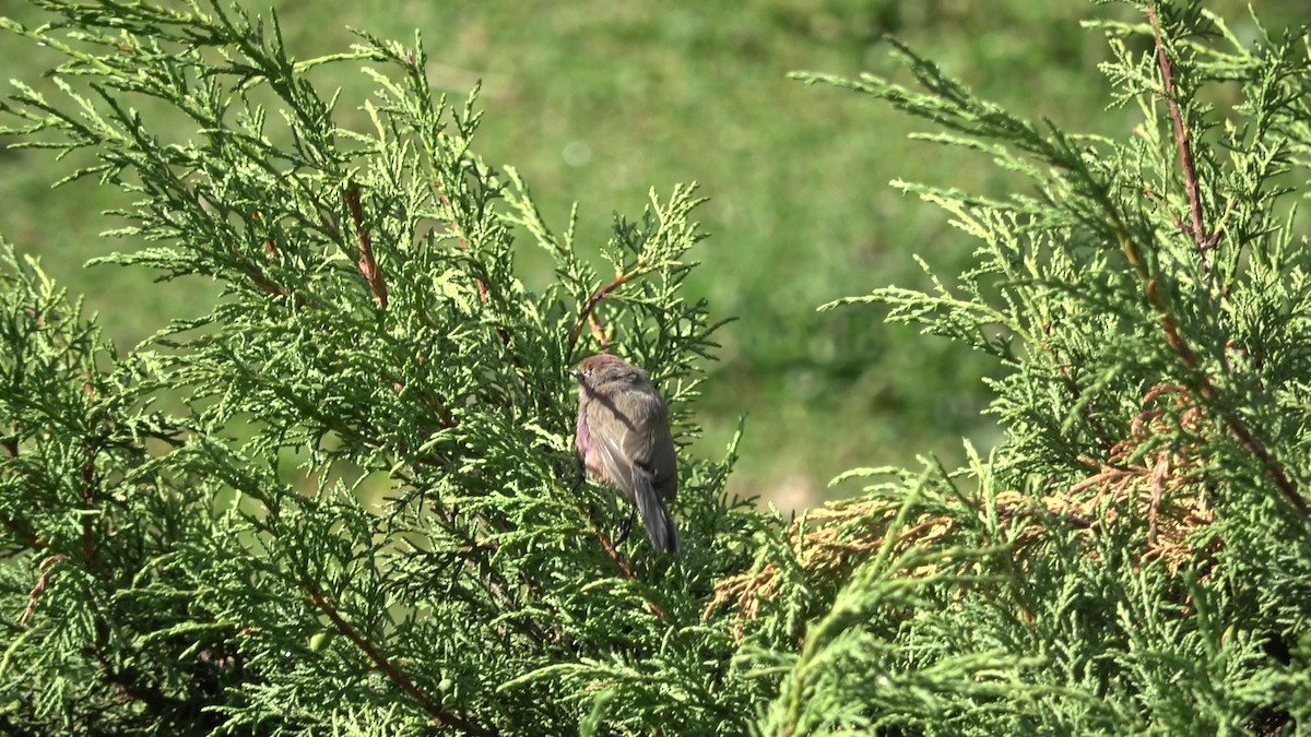 Сікорчик тибетський - ML643216307