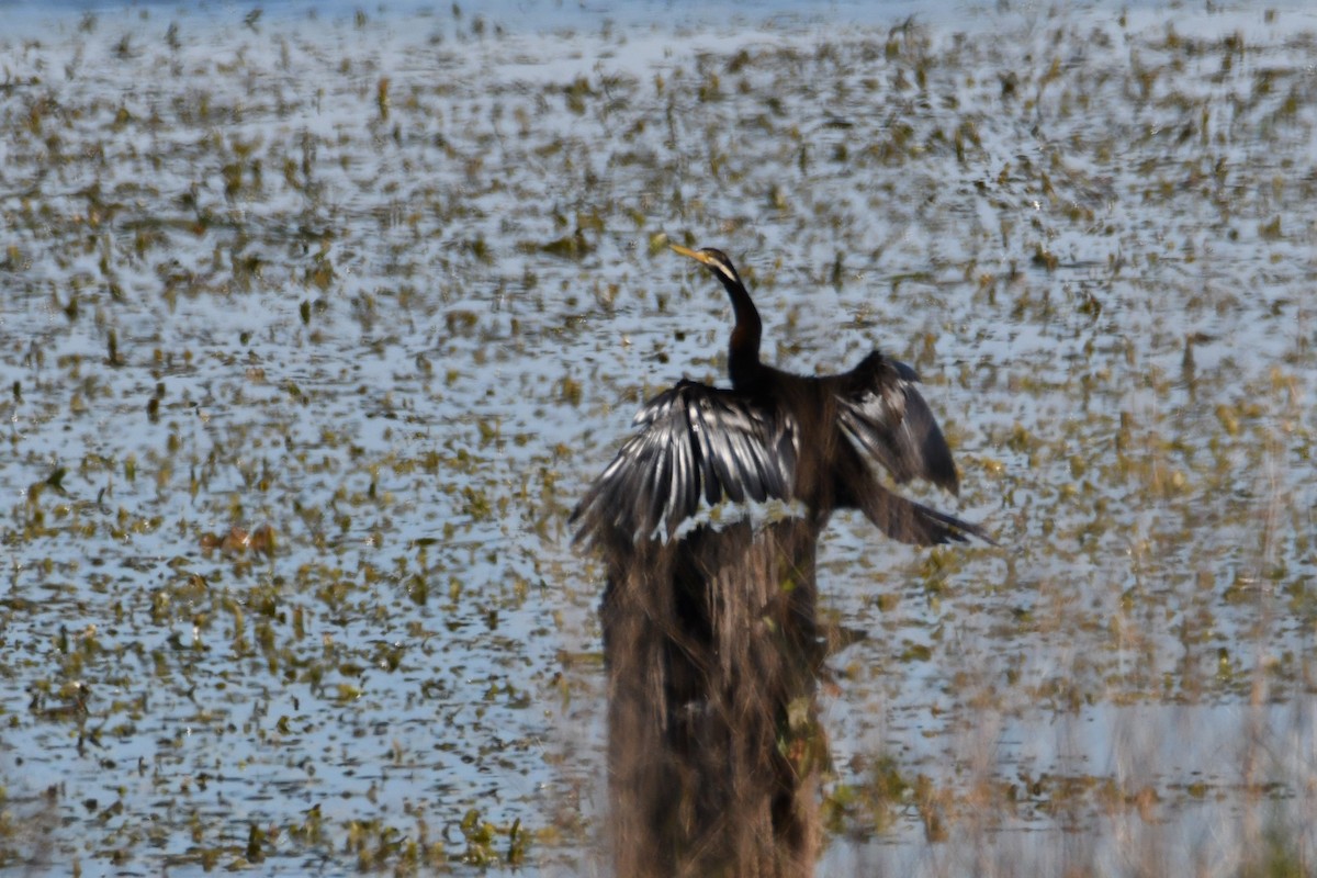 Australasian Darter - ML643216345