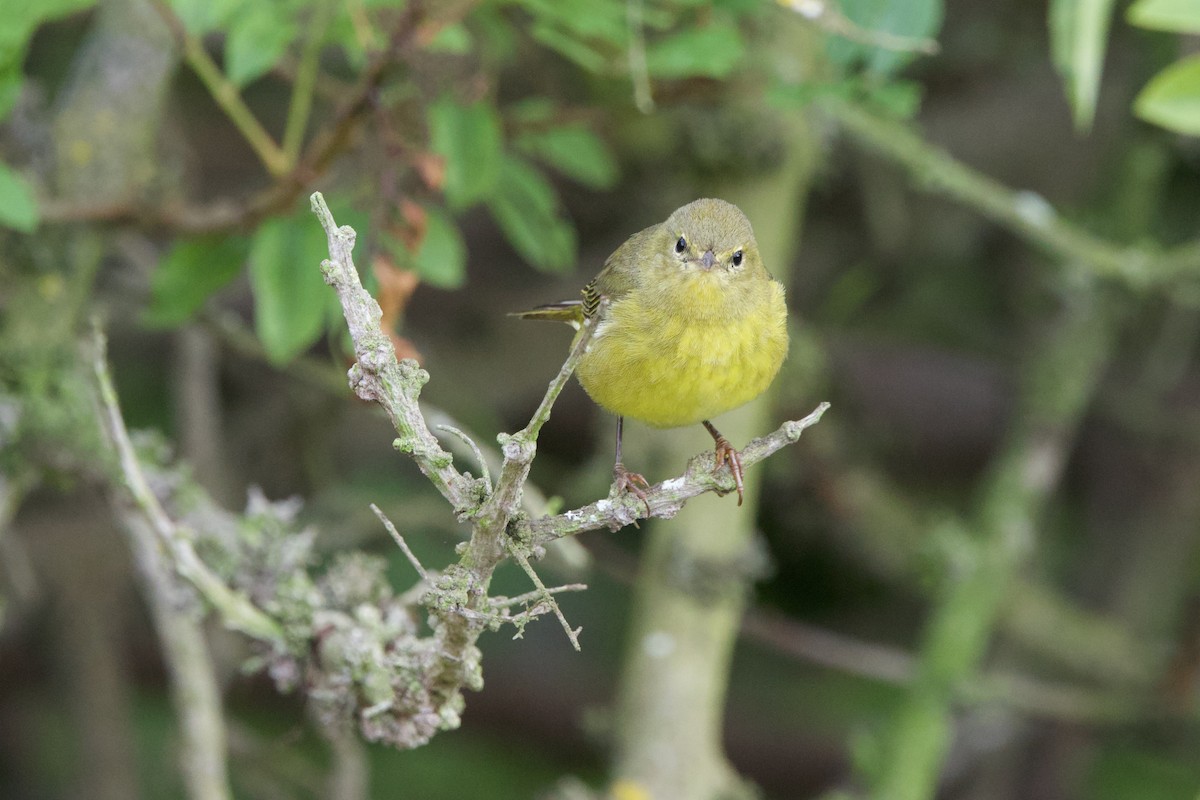 Orange-crowned Warbler - ML643216347