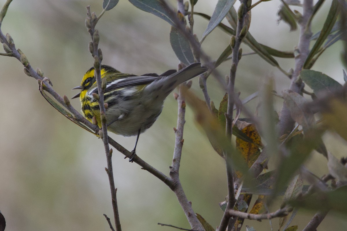 Townsend's Warbler - ML643216360