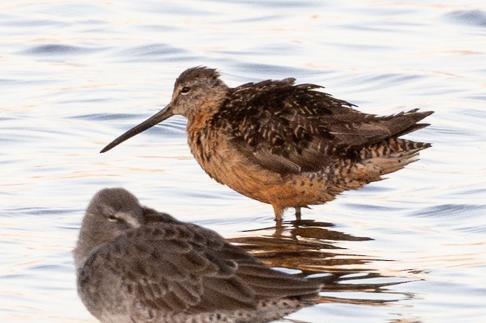 Short-billed Dowitcher - ML643216420