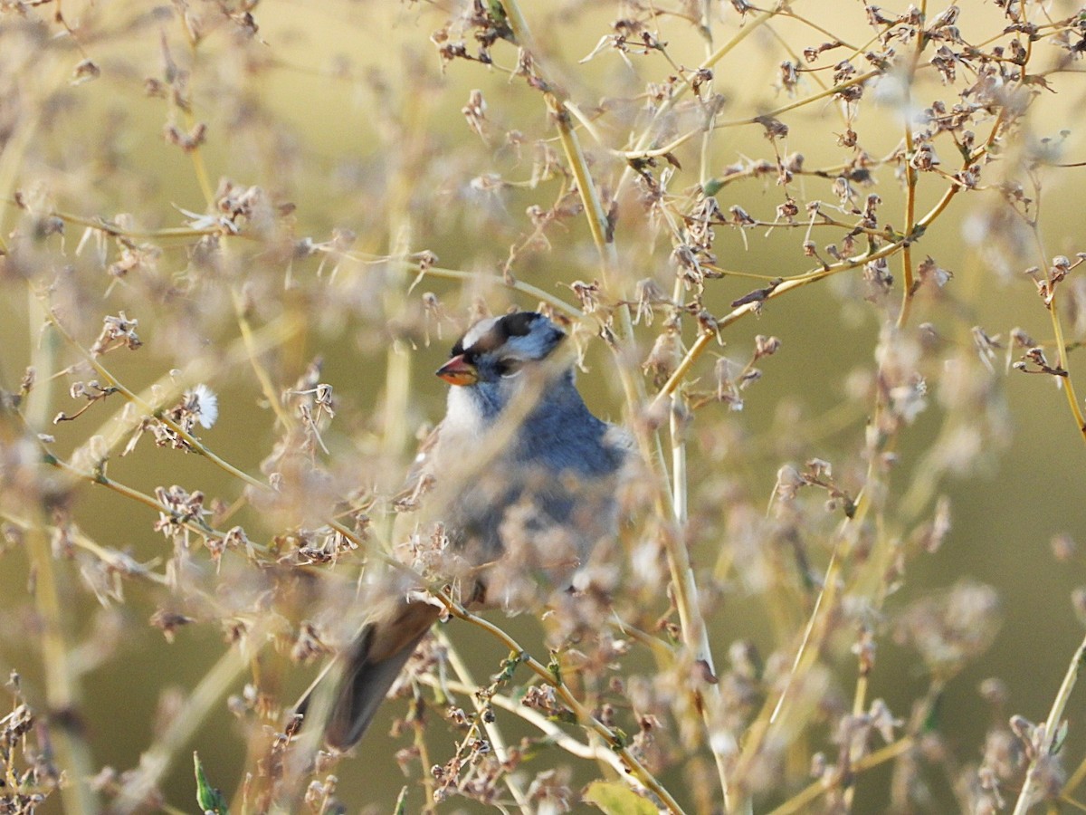 White-crowned Sparrow - ML643216421