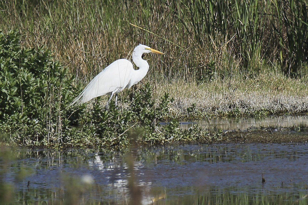 egretthegre - ML643216438