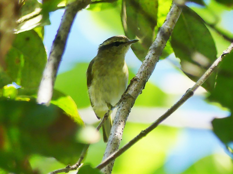 Lompobattang Leaf Warbler - ML643216471