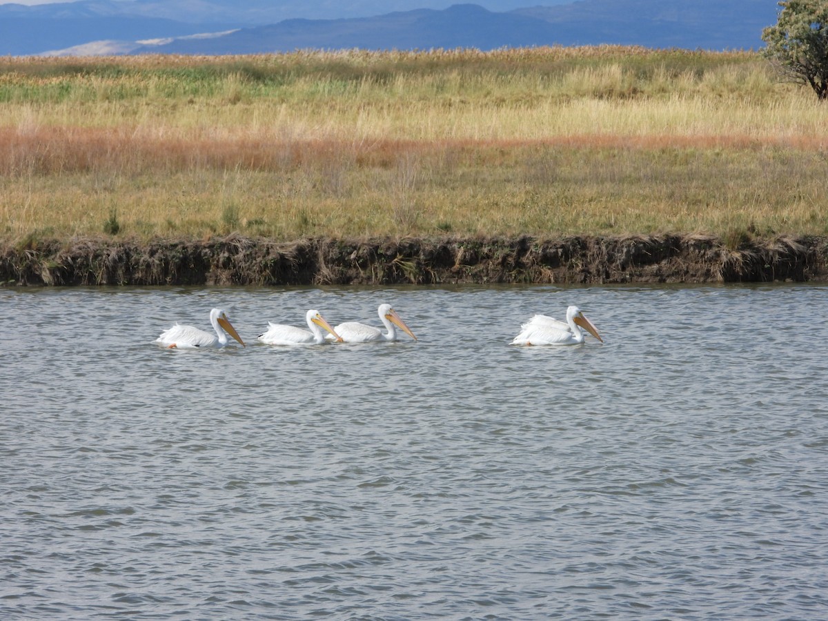 American White Pelican - ML643216483