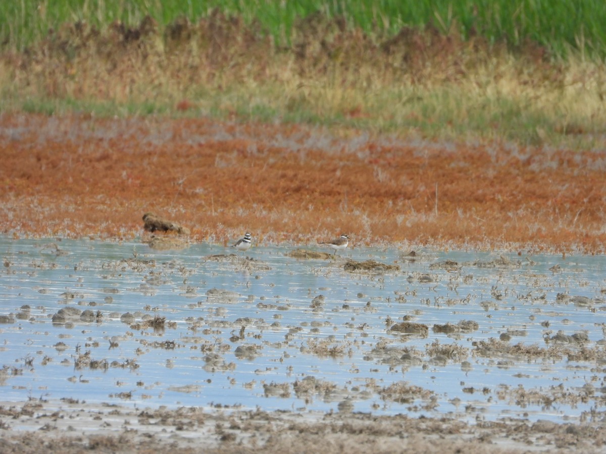 Killdeer - ML643216513