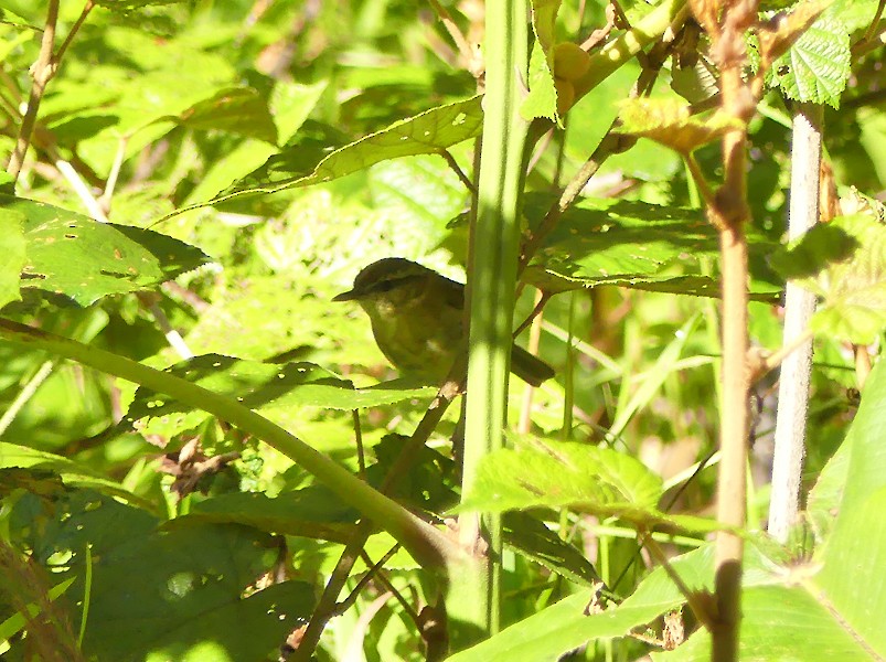 Sulawesi Leaf Warbler - ML643216516