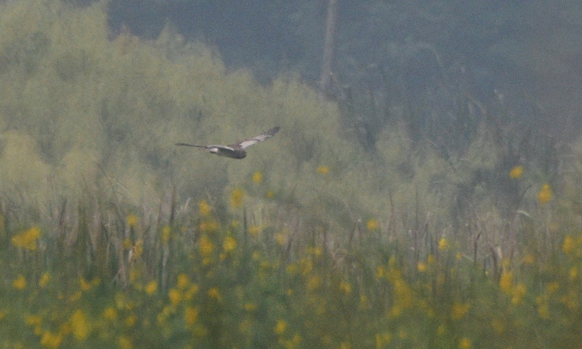 Алаг хулд - ML643216531