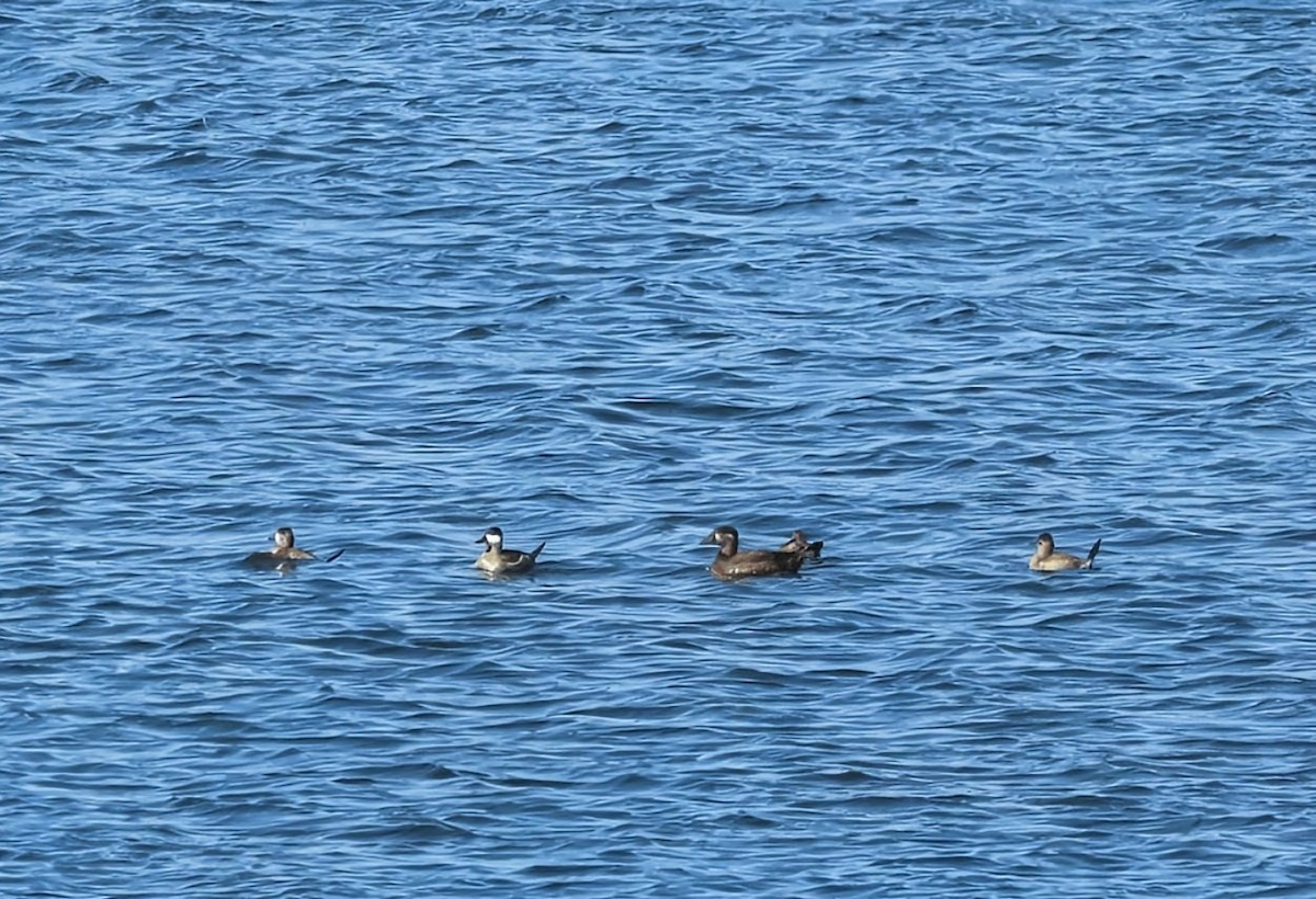 Surf Scoter - ML643216557