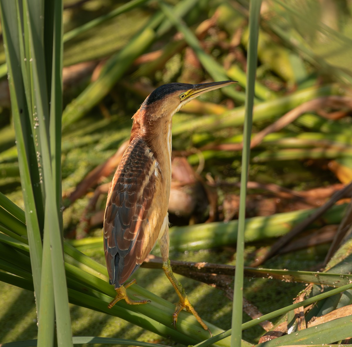 Least Bittern - ML643216569