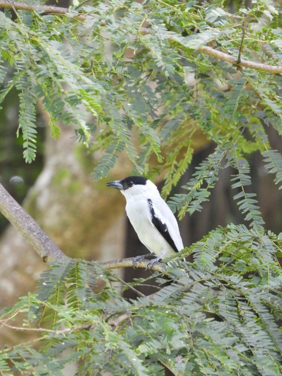Black-crowned Tityra - ML643216571