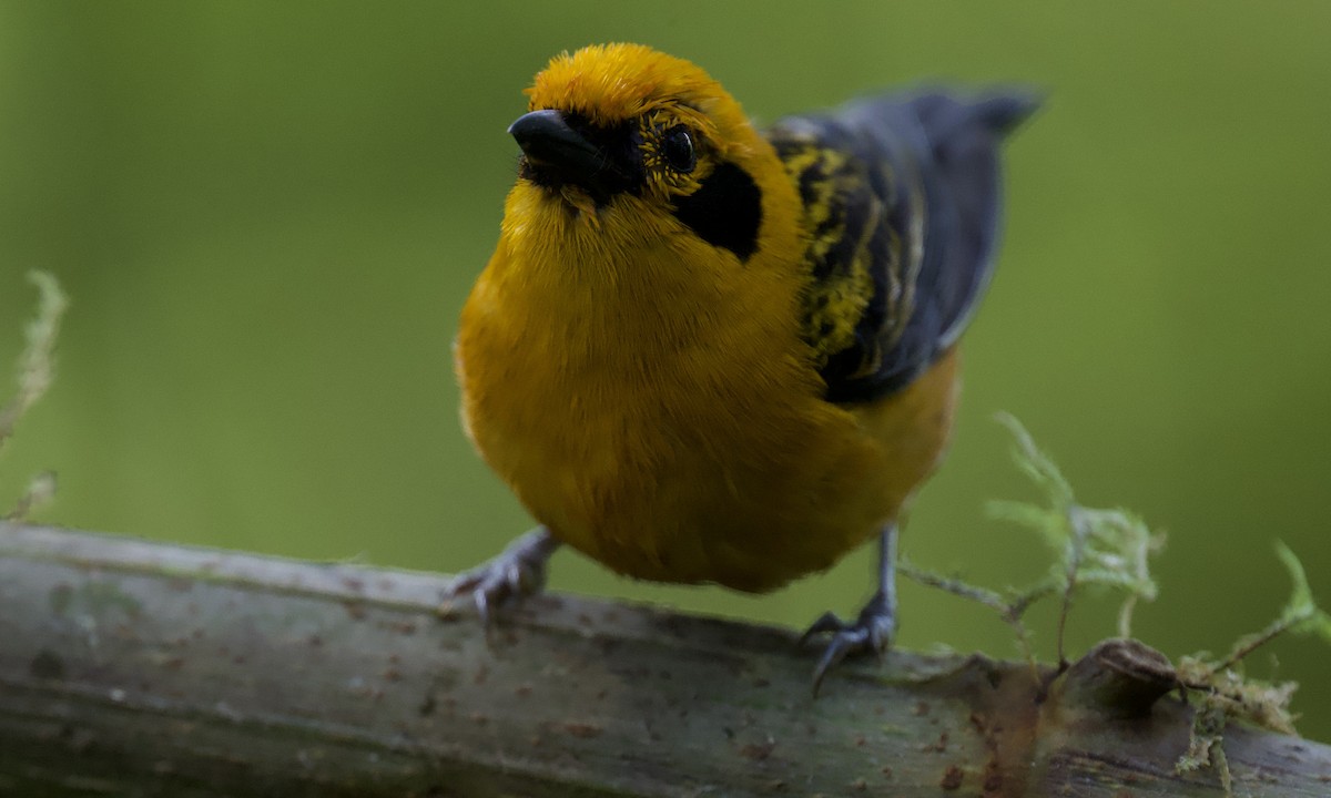 Golden Tanager - ML643216572