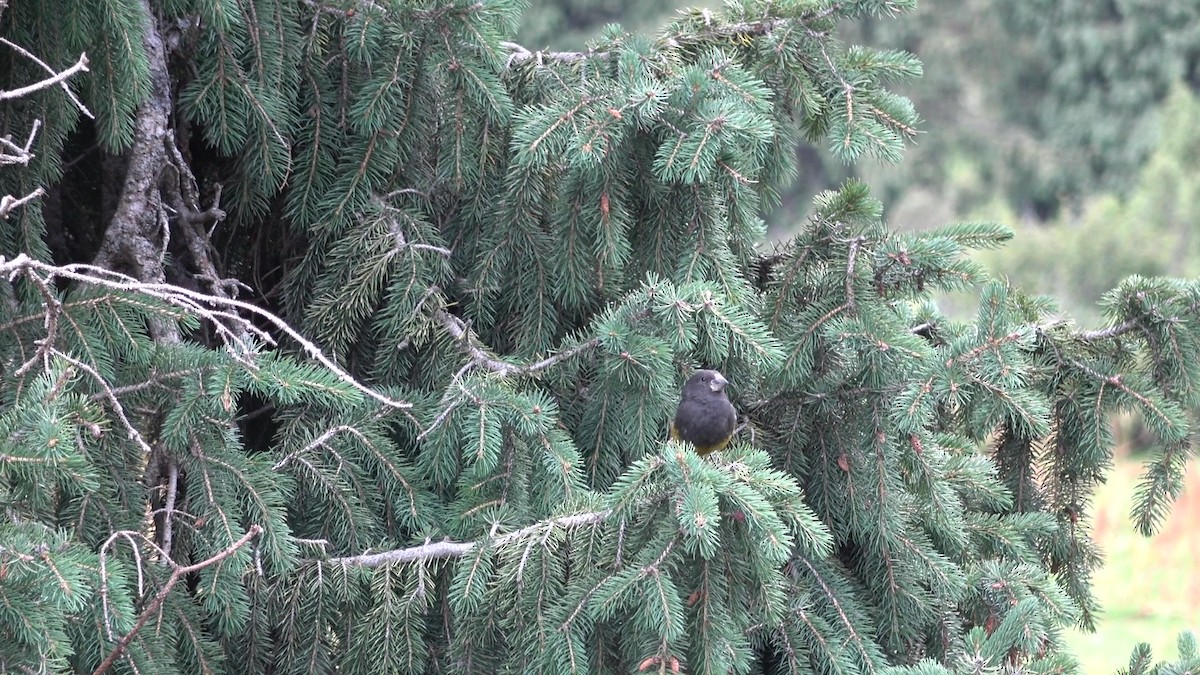 White-winged Grosbeak - ML643216578