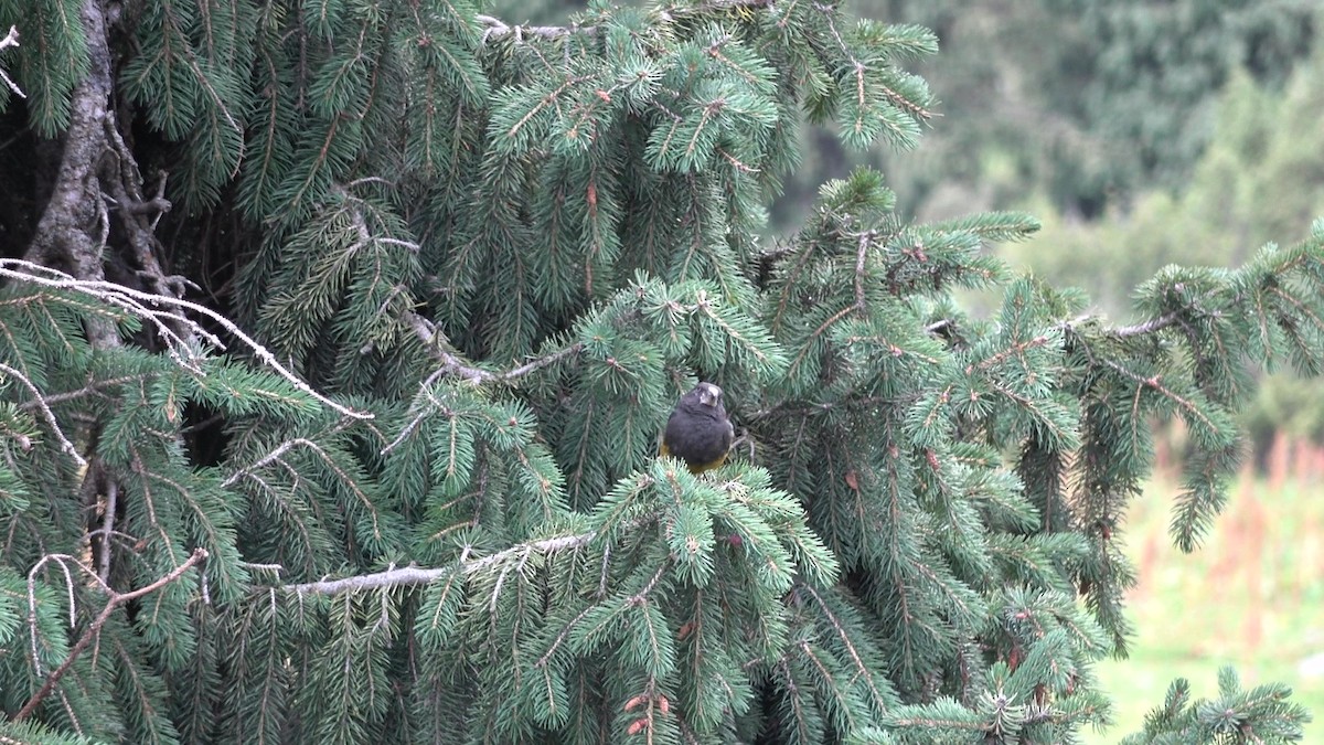 White-winged Grosbeak - ML643216579