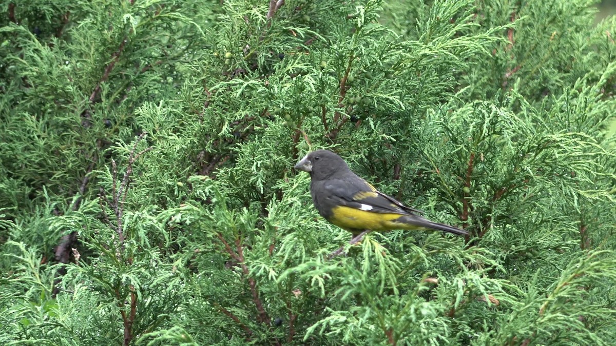 White-winged Grosbeak - ML643216580