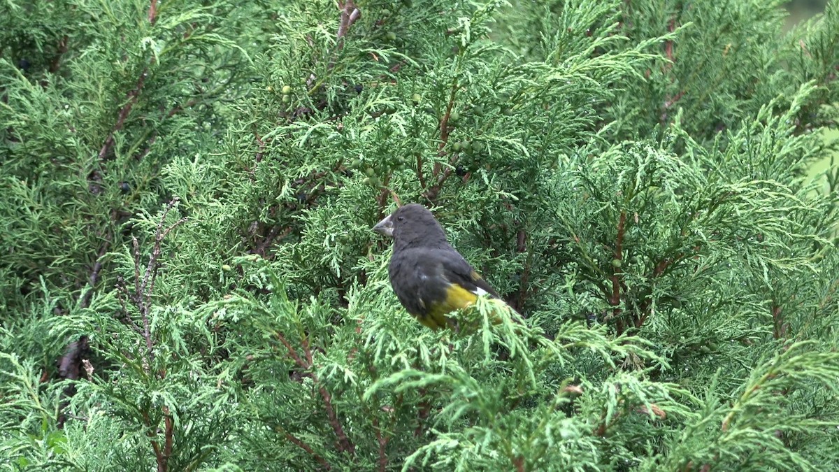 White-winged Grosbeak - ML643216581