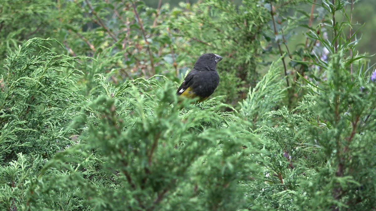 White-winged Grosbeak - ML643216582