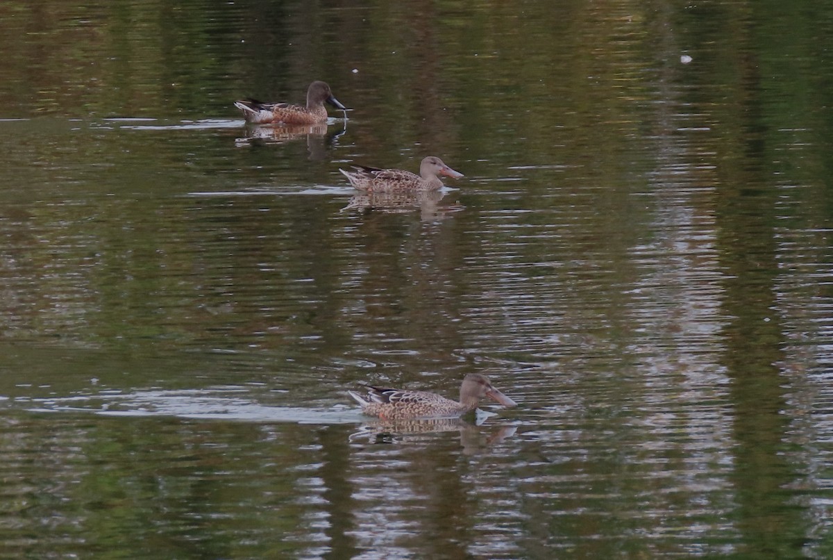 Northern Shoveler - ML643216584