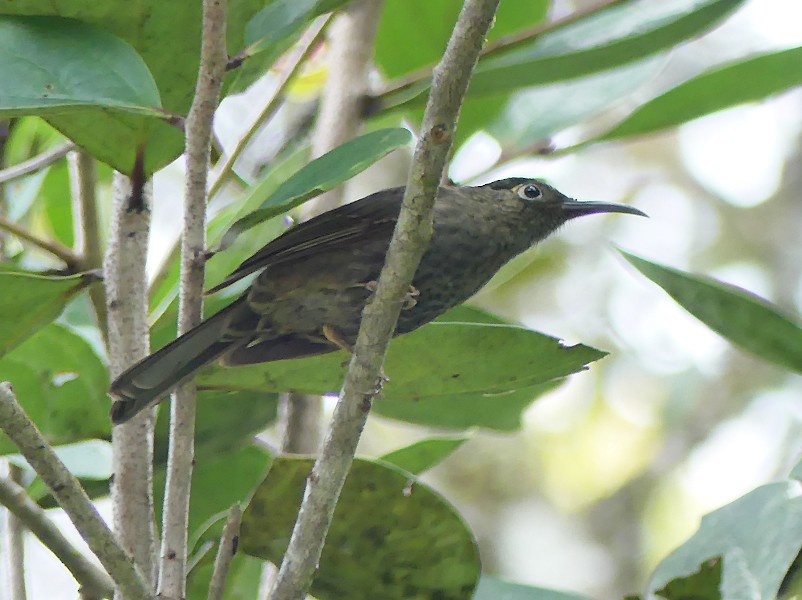 Dark-eared Myza - ML643216588