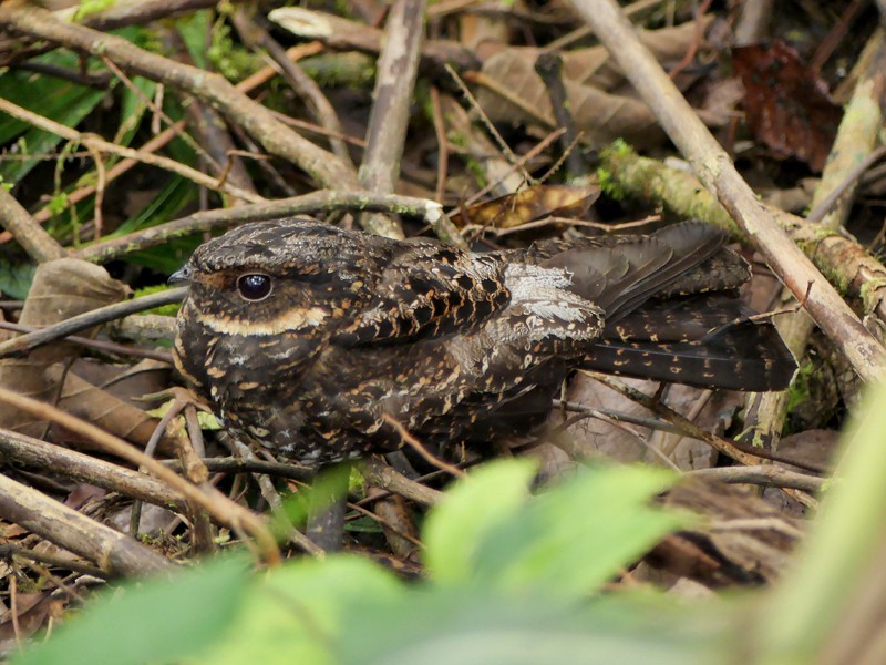 Diabolical Nightjar - ML643216602