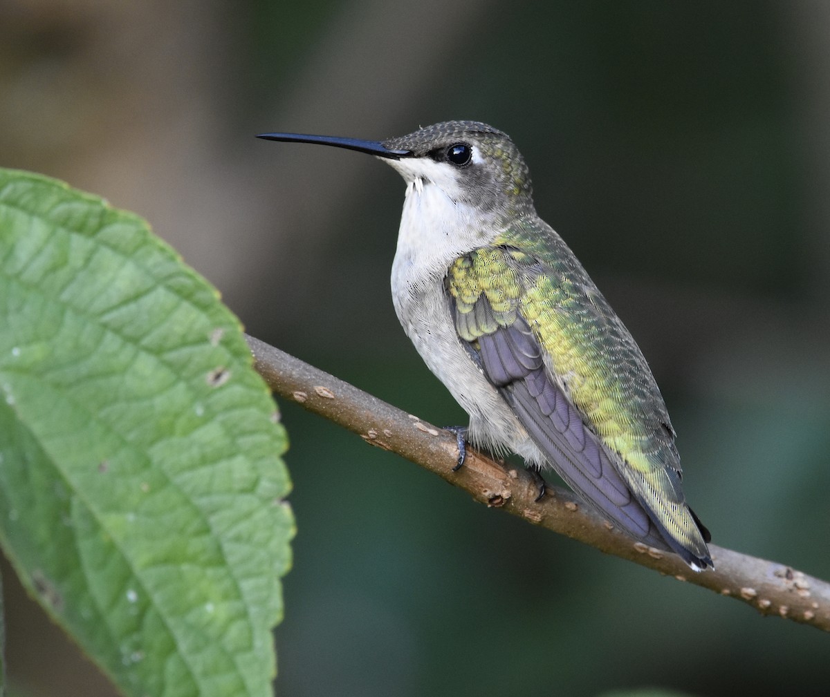 Ruby-throated Hummingbird - ML643216671